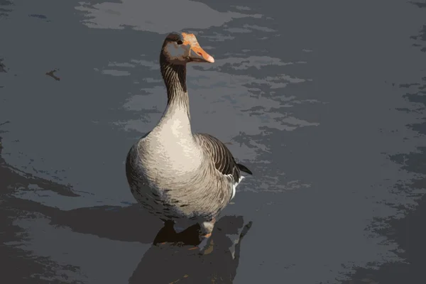 Vackra gåsen stående i vatten — Stockfoto