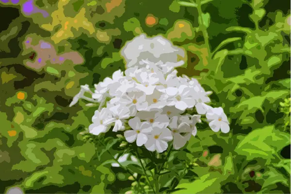 Beautiful white flowers — Stock Photo, Image