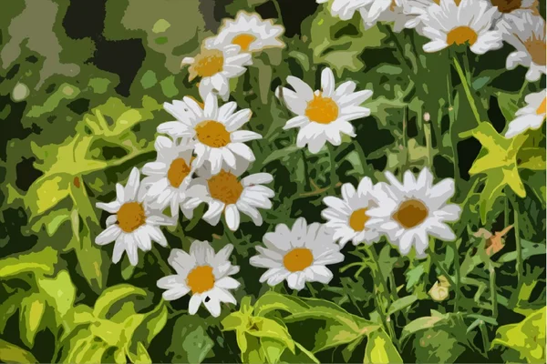 Beautiful white flowers — Stock Photo, Image