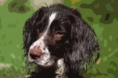 Çalışan bir İngiliz springer spanyel köpeğine yakın durun.
