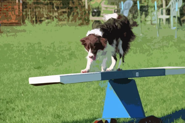 En väldigt söt springer korsa collie hund på agility utrustning — Stockfoto