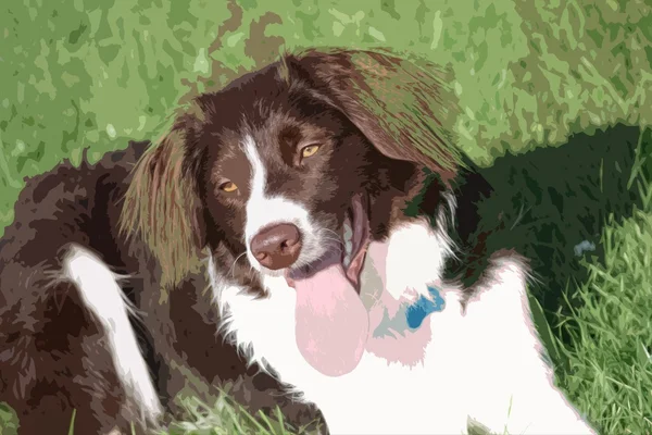 Bardzo słodkie wątroby i biały collie krzyż springer spaniel pet dog — Zdjęcie stockowe