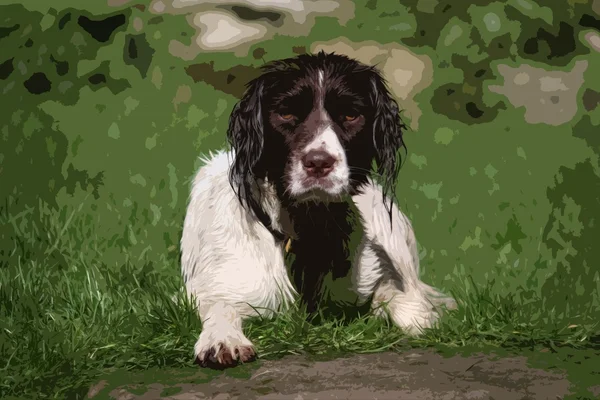 可爱的肝和工作类型的白色英国史宾格犬宠物 g — 图库照片