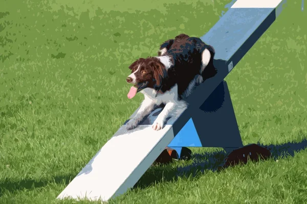 Um cão de collie cruz springer muito bonito no equipamento de agilidade Fotos De Bancos De Imagens