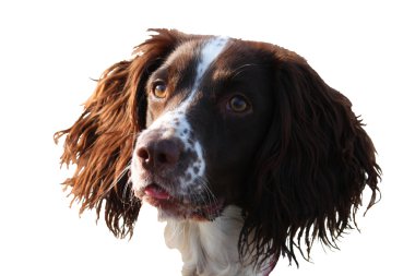 Çalışan bir İngiliz springer spanyel köpeğine yakın durun.