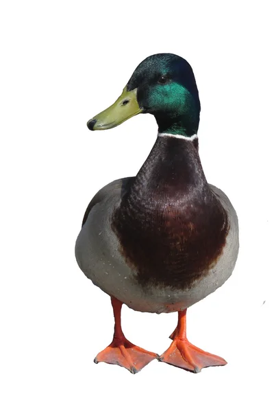 Um pato bonito — Fotografia de Stock