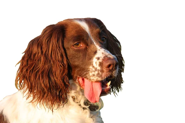 Un muy lindo hígado y blanco tipo de trabajo inglés springer spanie — Foto de Stock