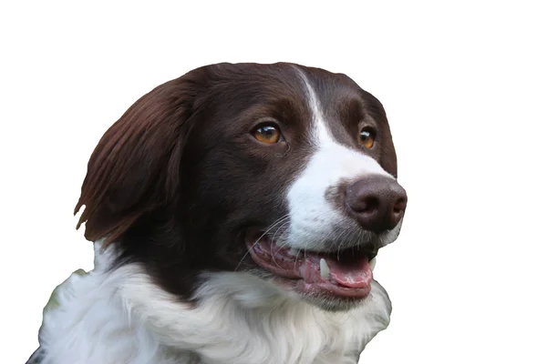 Fegato molto carino e bianco collie croce springer spaniel cane da compagnia — Foto Stock