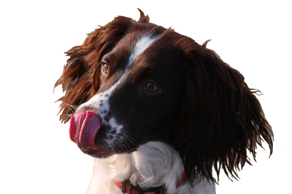 Primo piano di un tipo di lavoro inglese springer spaniel cane da compagnia — Foto Stock