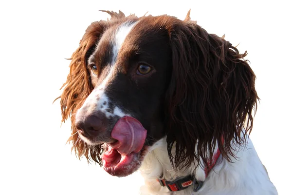 Primer plano de un tipo de trabajo inglés springer spaniel mascota gundog —  Fotos de Stock