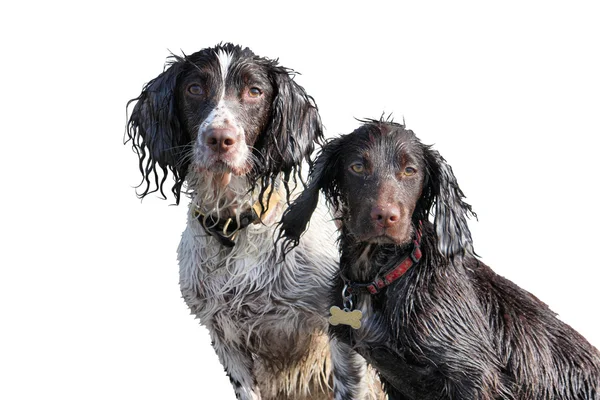 Um tipo de trabalho inglês springer e cocker spaniels sentados juntos — Fotografia de Stock