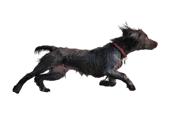 Muy lindo joven hígado trabajo tipo cocker spaniel cachorro corriendo —  Fotos de Stock