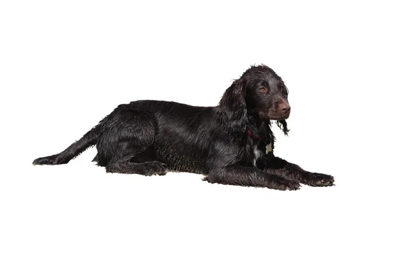 Een bruine werken type cocker spaniel puppy liggend op een zandstrand — Stockfoto