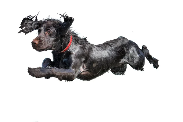 Un mojado joven marrón tipo cocker spaniel cachorro saltando en —  Fotos de Stock