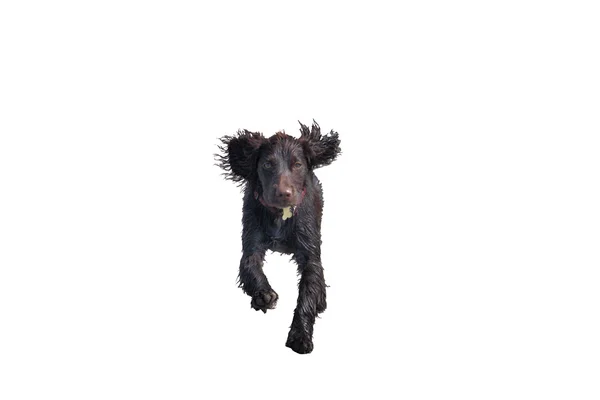 Muy lindo joven hígado trabajo tipo cocker spaniel cachorro corriendo —  Fotos de Stock