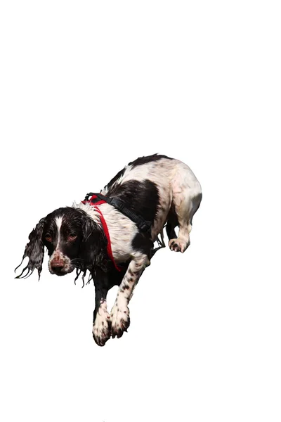 Working type liver and white english springer spaniel pet gundog — Stock Photo, Image