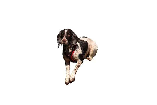 A very cute liver and white working type english springer spanie — Stock Photo, Image