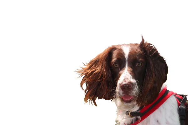 Typ pracy wątroba i biały angielski springer spaniel pet gundog — Zdjęcie stockowe