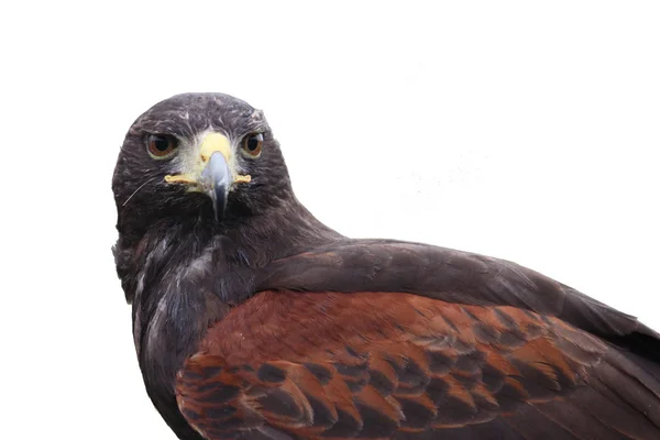 Fantastic brown hawk raptor — Stock Photo, Image