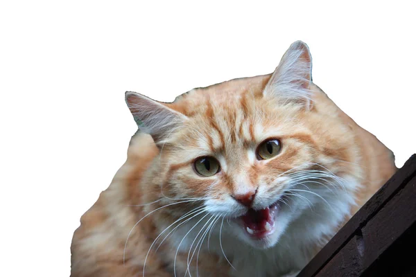 美丽的长毛姜猫 — 图库照片
