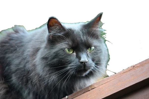 Handsome long aired black pussycat watching intently — Stock Photo, Image