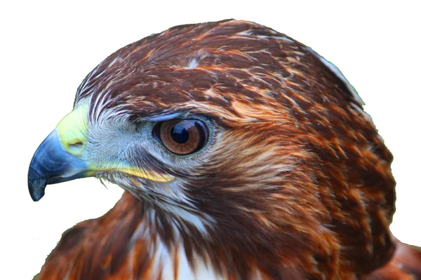 Close up portrait of a harris hawk — Stock Photo, Image