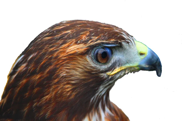 Retrato de cerca de un halcón Harris — Foto de Stock