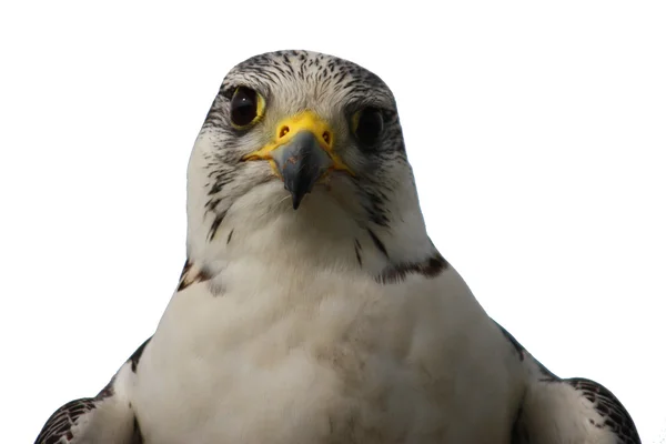 Un hermoso pájaro raptor de halcón ártico blanco — Foto de Stock