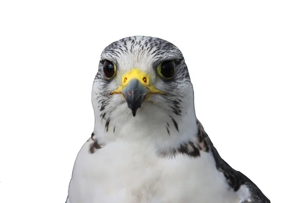 A beautiful white arctic hawk raptor bird — Stock Photo, Image