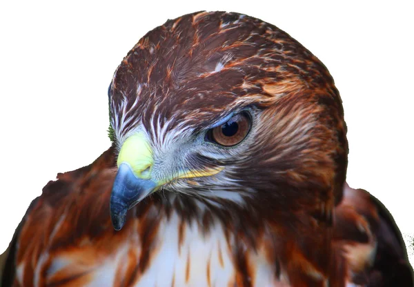 Gros plan portrait d'un faucon Harris — Photo