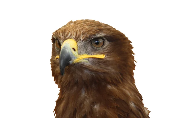 Magnífico pássaro águia dourada de raptor presa — Fotografia de Stock