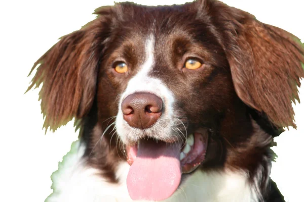 Bardzo słodkie wątroby i biały collie krzyż springer spaniel pet dog — Zdjęcie stockowe