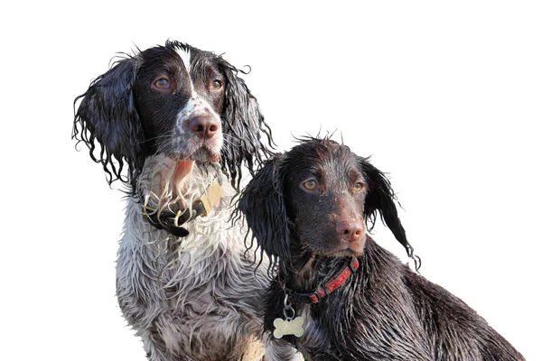 작업 유형 영어 스프링 거와 투 계 사 spaniels 앉 로열티 프리 스톡 이미지