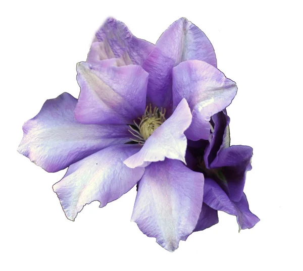 아름 다운 푸른 보라색 꽃 스톡 이미지