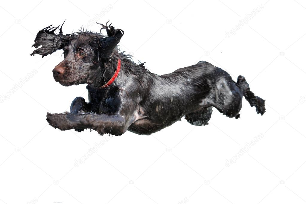 a wet young brown working type cocker spaniel puppy leaping into