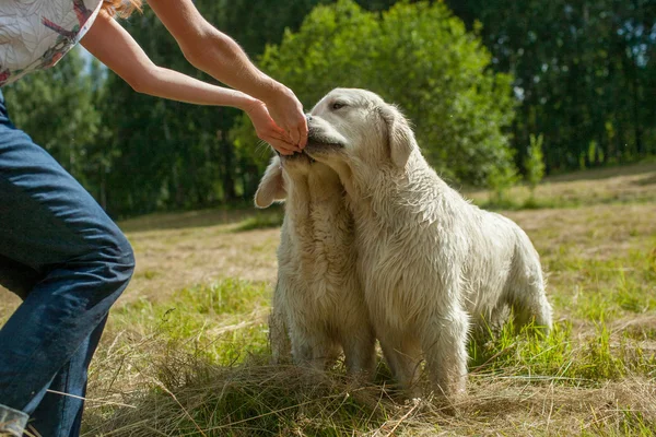 Hund som äter med händerna — Stockfoto
