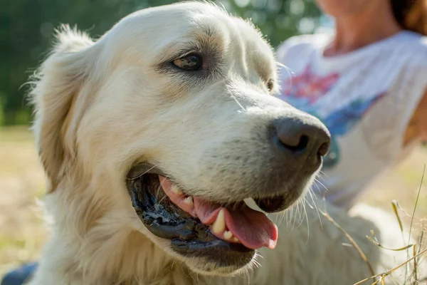 Retriever cabeza de primer plano — Foto de Stock