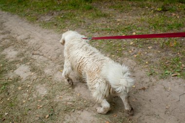 üstünde kira kontratı köpek çekmek