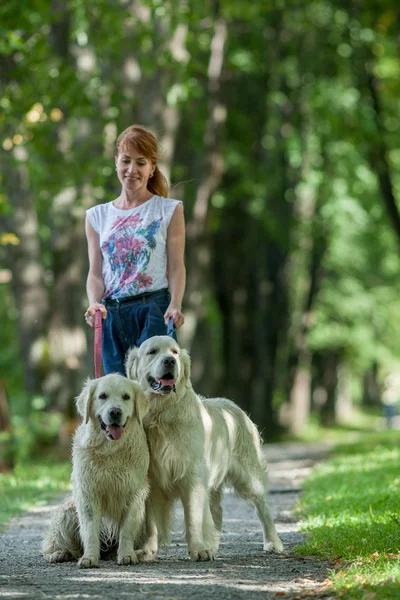 Två retriever i parken — Stockfoto