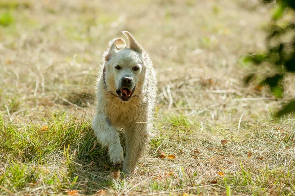 Perro corriendo a través del campo — Foto de Stock
