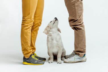 yavru golden retriever