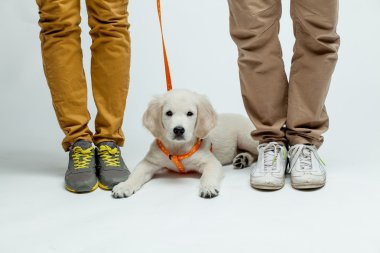 yavru golden retriever