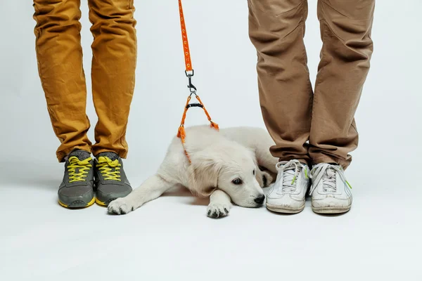 Valp golden retriever — Stockfoto