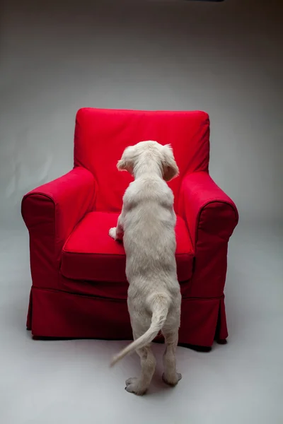 Cucciolo su una sedia rossa — Foto Stock