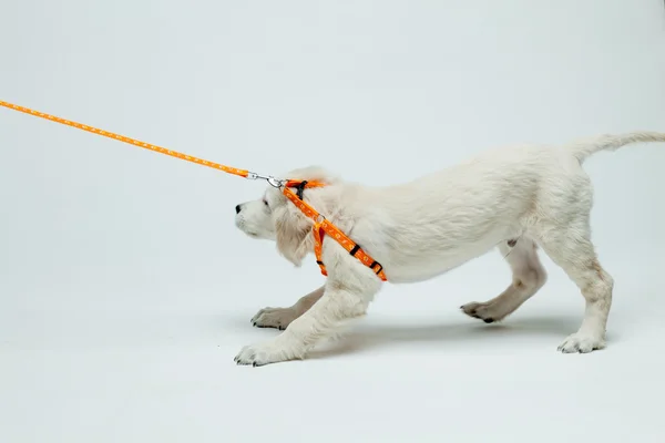 Golden retriever puppy Stockfoto