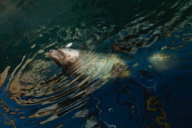 bir köpekle oynamayı Çift