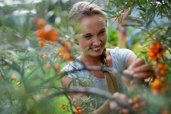 Vrouw bessen plukken — Stockfoto