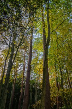 Aşağıdan yukarıya, sonbaharda orman tepe örtüsü manzarası