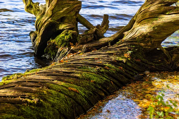 Wizerunek Upadłego Martwego Drzewa Częściowo Pokrytego Mchem Częściowo Zanurzonego Wodzie — Zdjęcie stockowe
