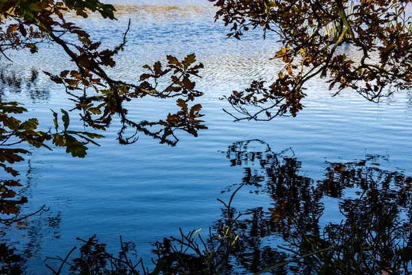 Close Image Branched Tree Shore Lake Hanging Water Mirrored Reflection — Stock Photo, Image